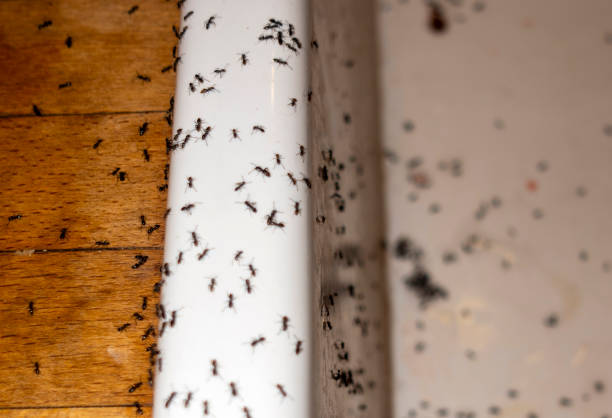 Best Wasp Removal Services  in Smith Center, KS
